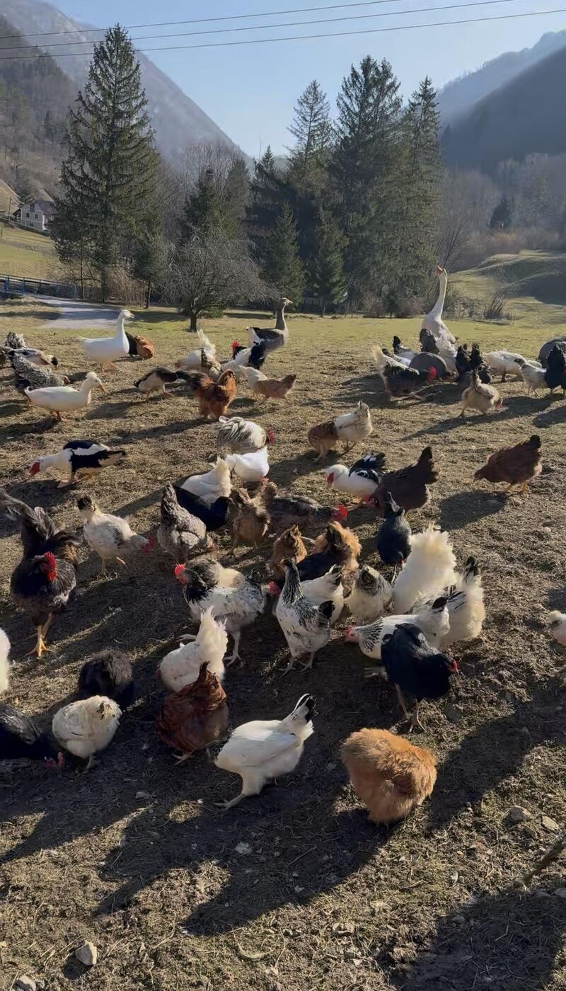 Free range from dawn to dusk