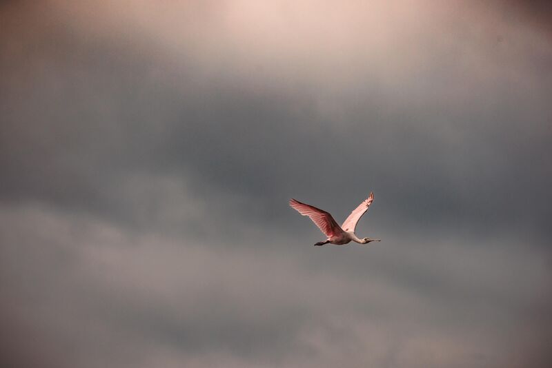 Rosette spoonbill flying under a storm cloud
