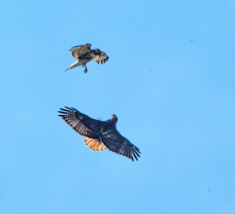 Dueling Red-tailed Hawks