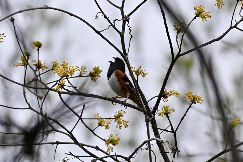 An Eastern Towhee ushering forth Spring