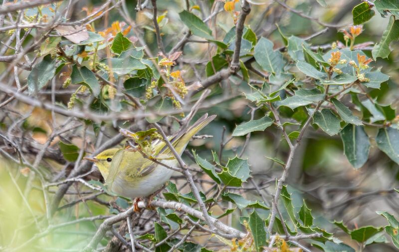 Wood Warbler - Greece
