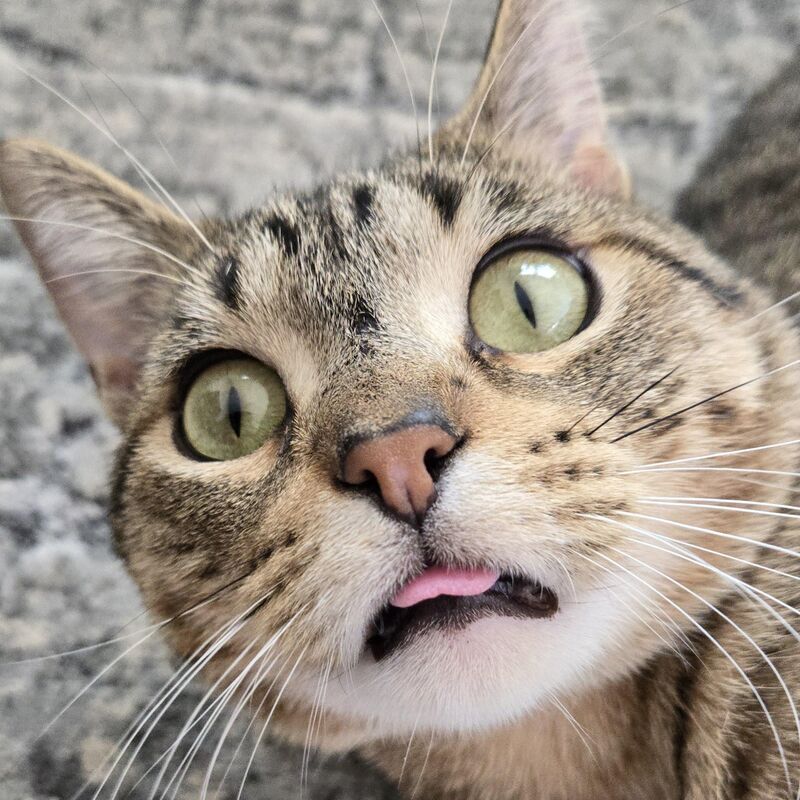 Mega Blep