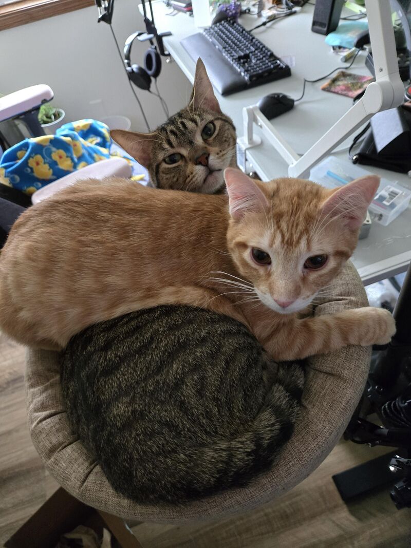 Meet Butter and Noodle