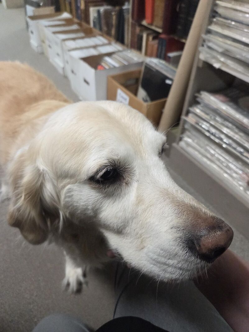 Local used book store staff very attentive, excellent service