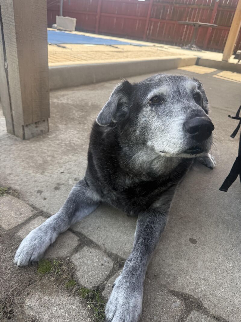 12 years old on the outside, puppy on the inside