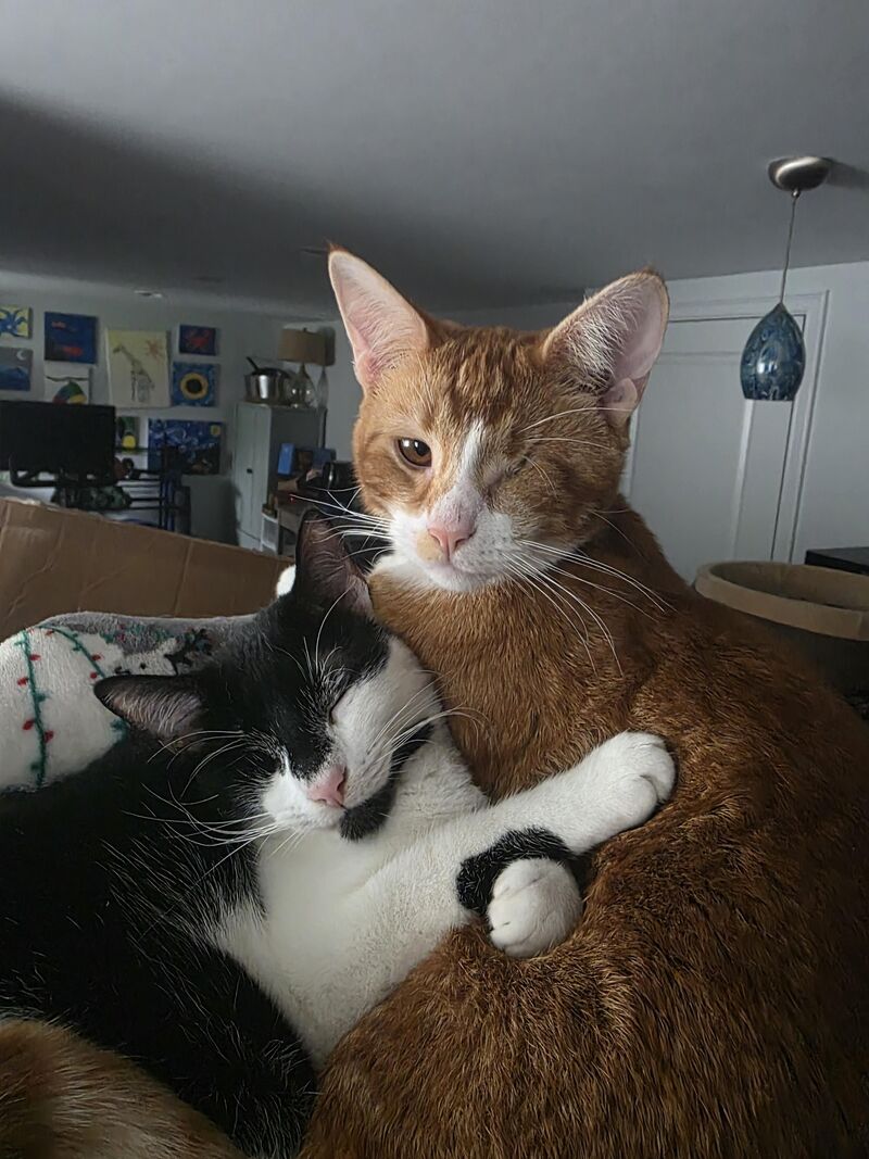 Sigil cuddled up to her brother Rune. They're an inseparable pair!