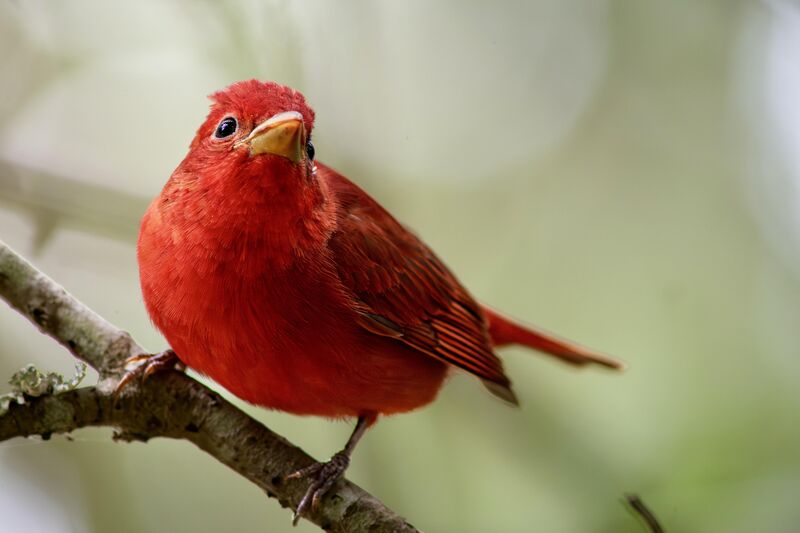 Closest I’ve ever been to a Summer Tanager