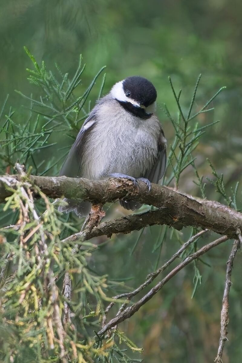 Hungry hungry chickadee