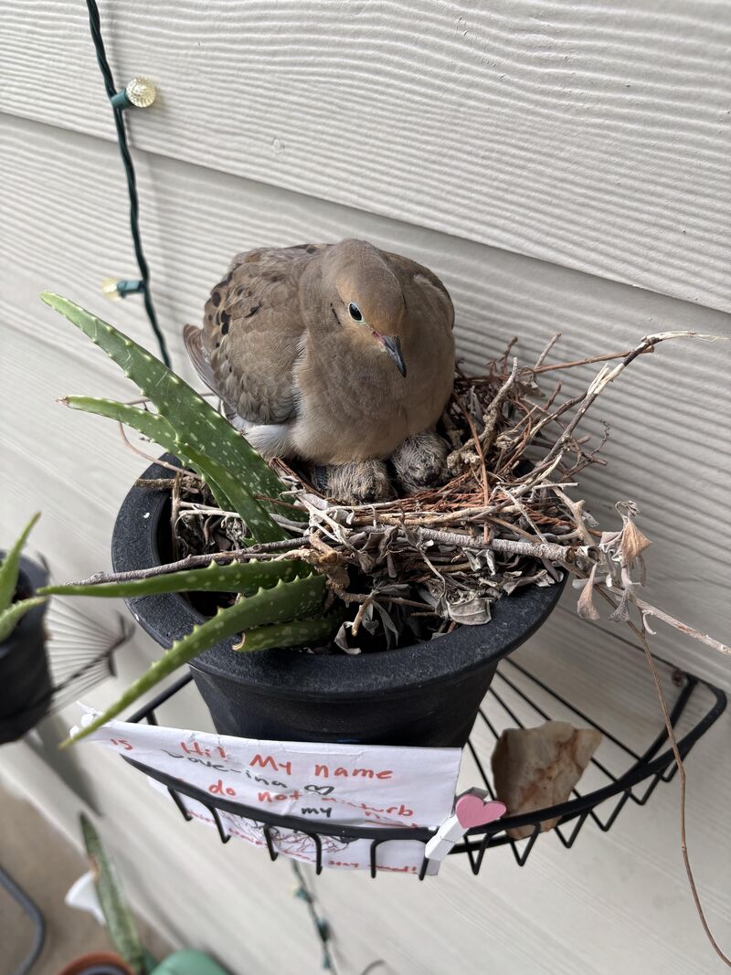 Dove-ina update: Houston, we have babies!