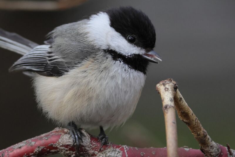 Chickadee sticking their tongue out