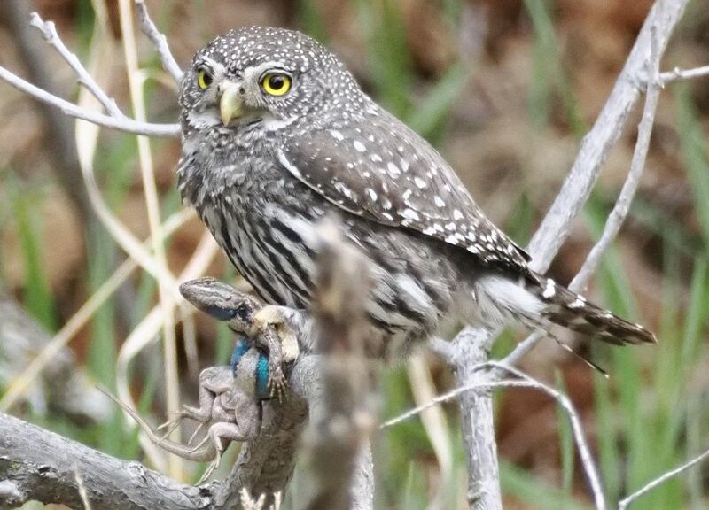 Northern Pygmy Owl