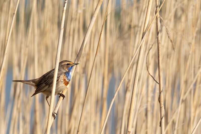 My first ever bluethroat!