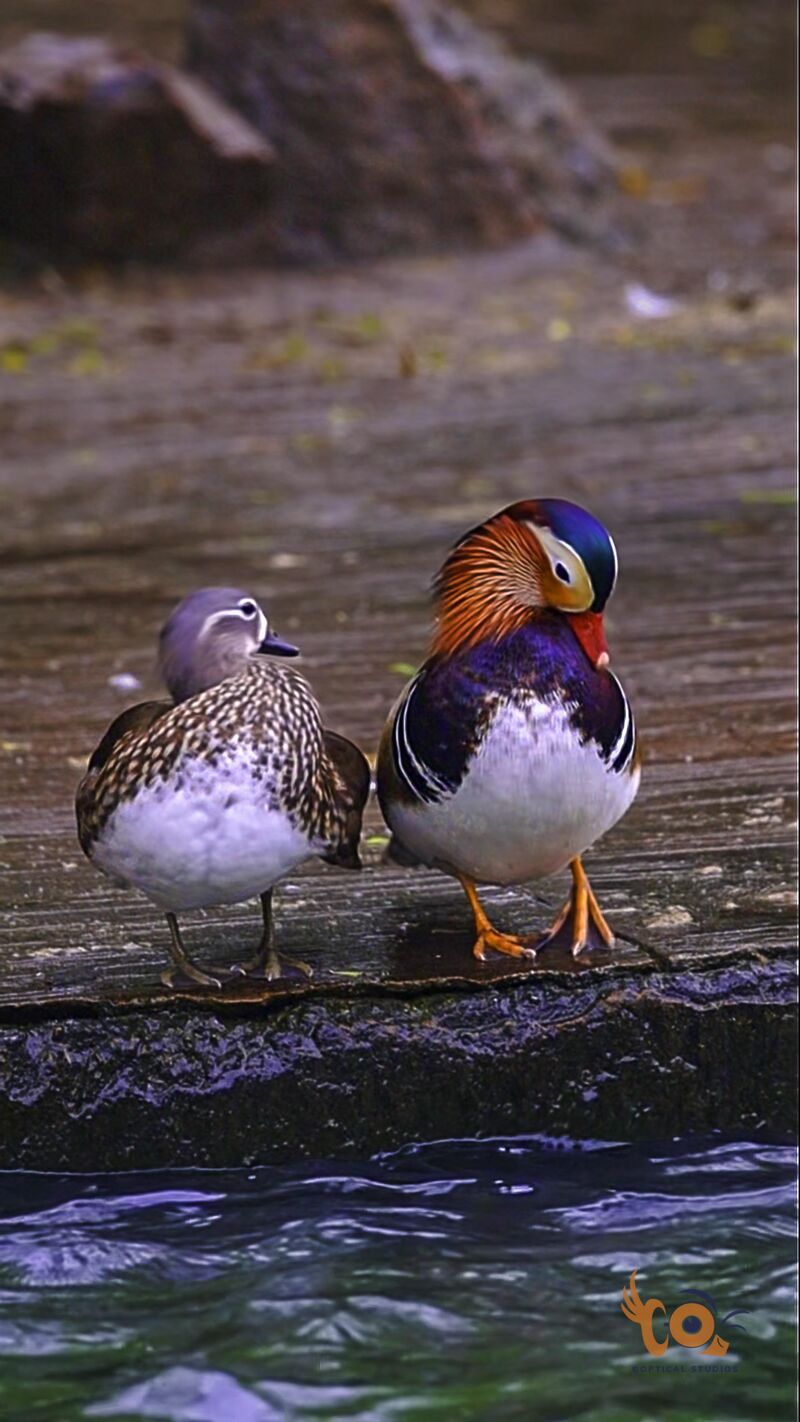 Mandrin Duck Couple