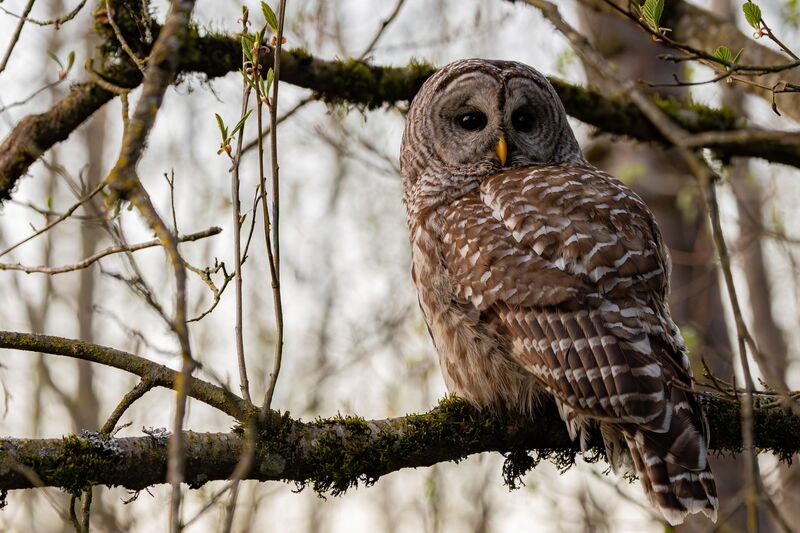 Barred Owl at my local park