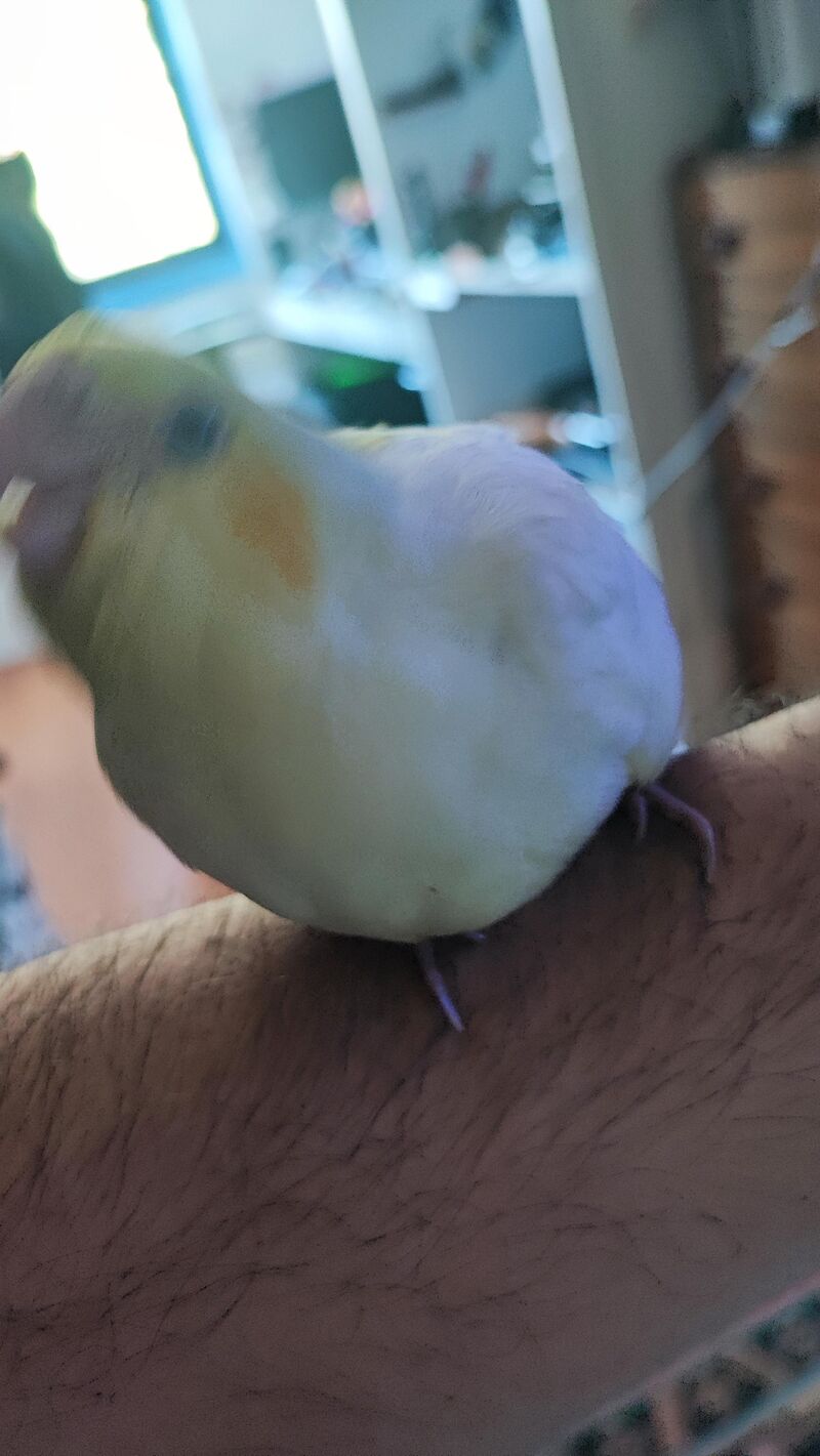 What are your respectfully disrespectful names for your pets? This one is Poopy