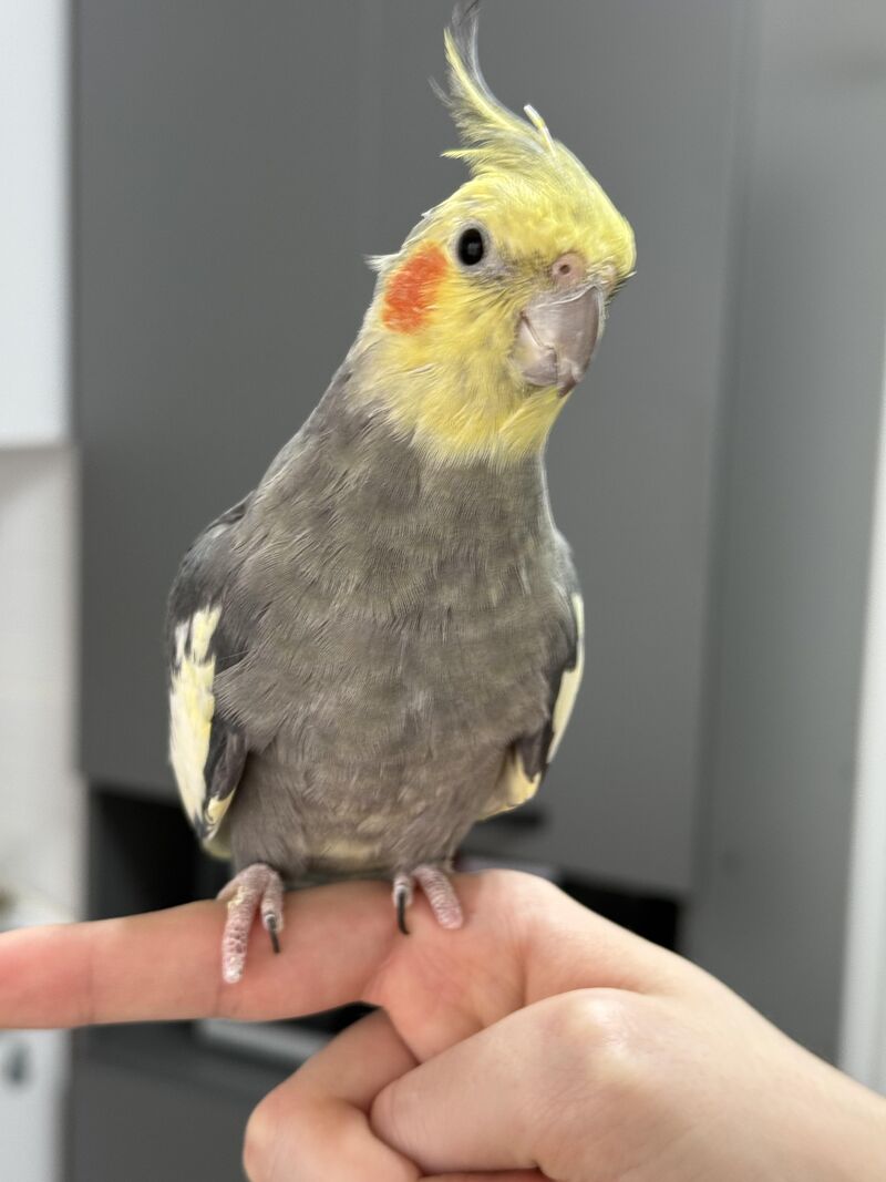 How long do cockateils usually live?