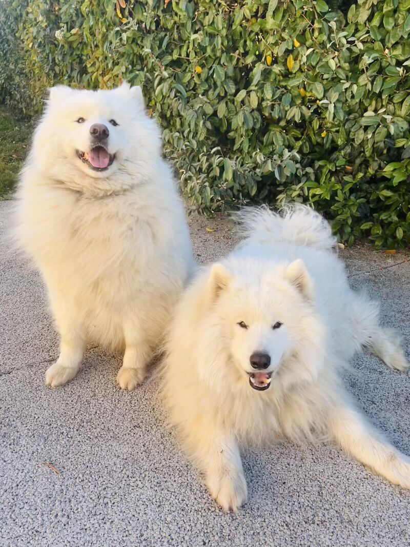 For those who needed this today… these smiles from my fluffy boys are for you.