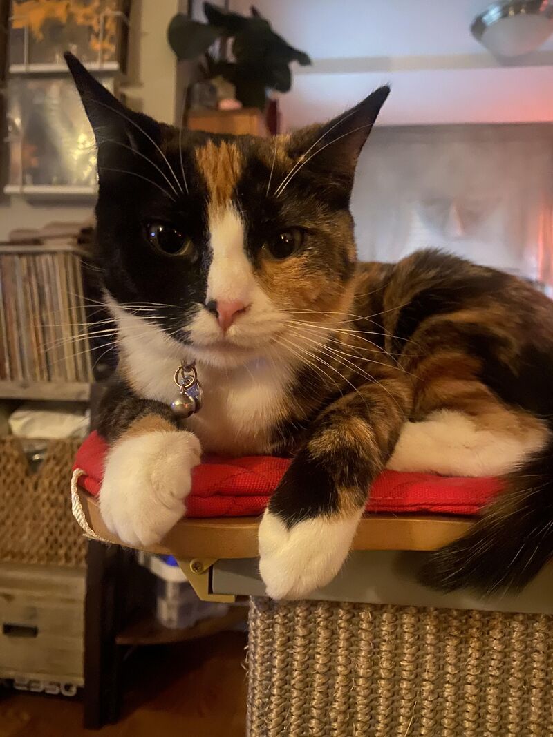 This is Jaz on her 8-month birthday