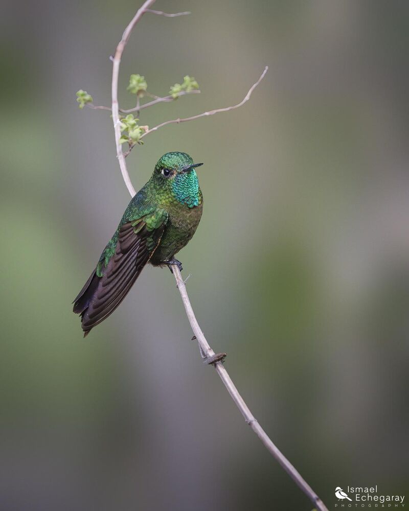 Tyrian Metaltail at Ensifera Ensifera, Cusco 🇵🇪