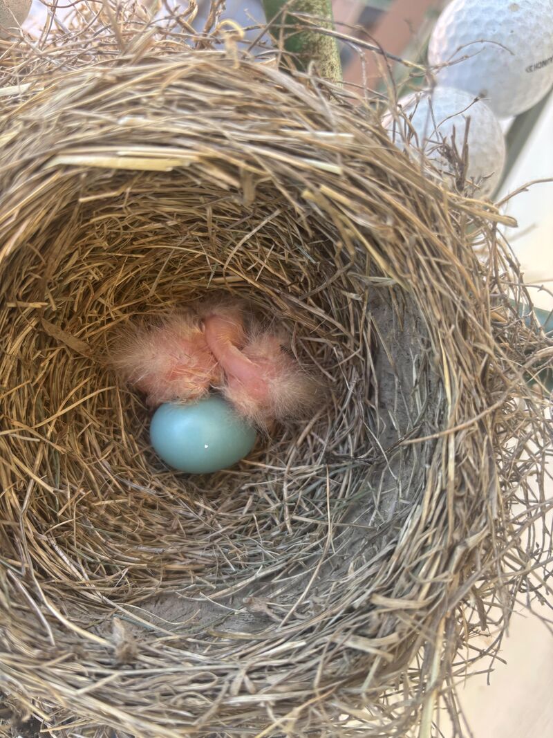 Oriole nest seen from my porch, just hatched
