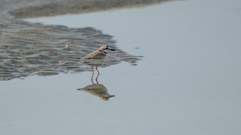 Malaysian Plover