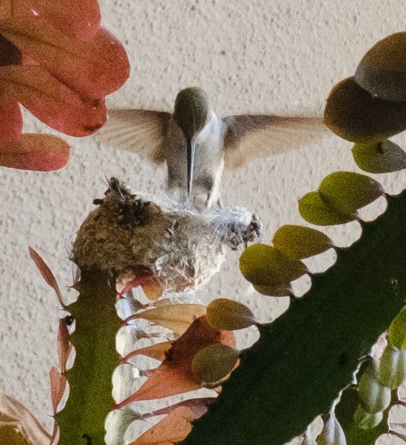 Chicks have gone, Mother comes back to find an empty nest