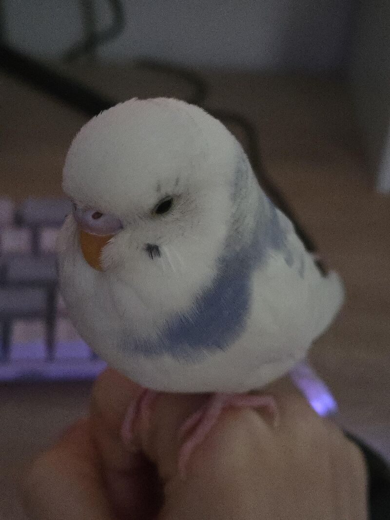 My budgie is very sick and at the vet