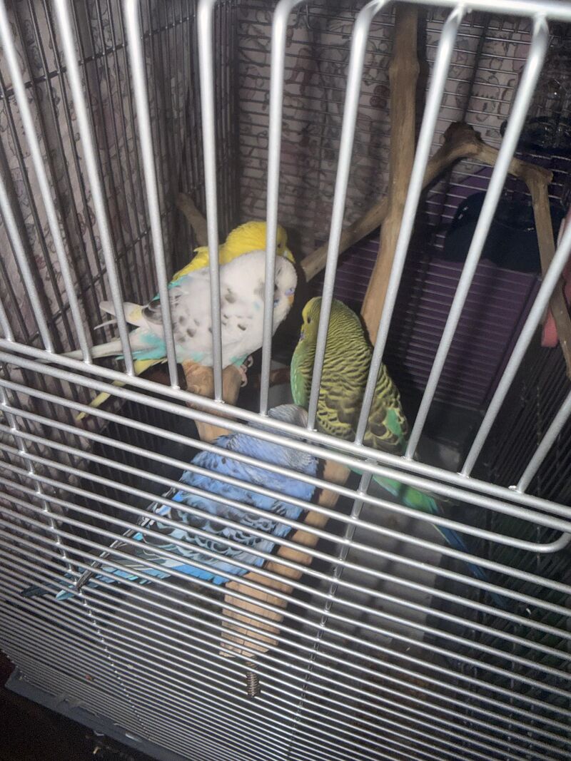 How do I keep my boys safe and happy on a road trip?