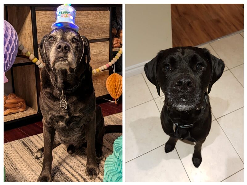 Happy 13th bday to Buster!