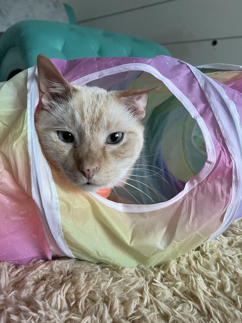Elmo being cute in his tunnel
