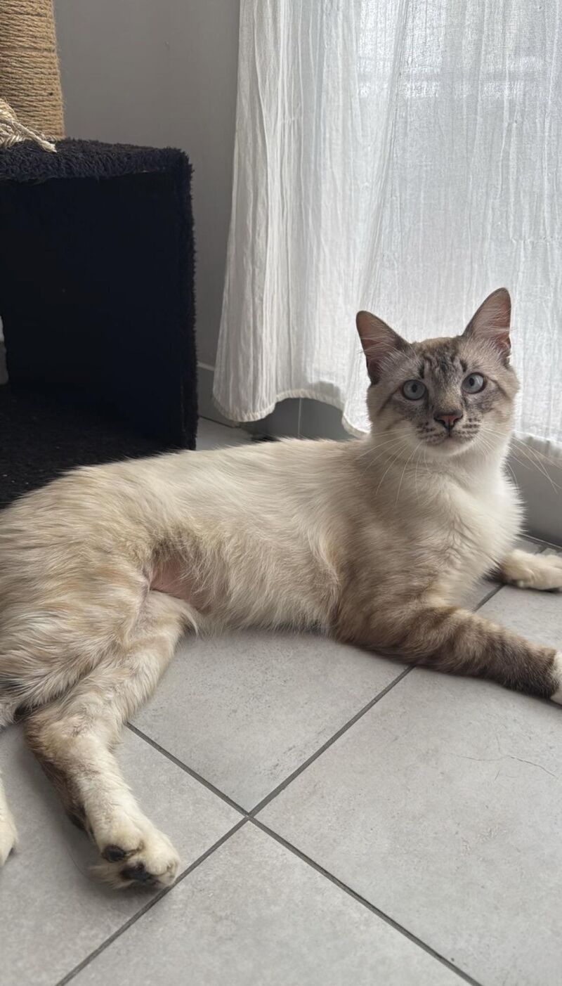 To think that it was my neighbor's, and he decided to stay 🥹🫶 (I clarify my neighbor works a lot and she thought it was a better idea to stay at home) now my neighbor is coming to have a snack and visit him ✨