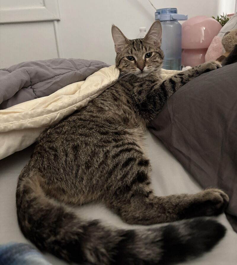 My 6 month old kitten is huge 🥹!!