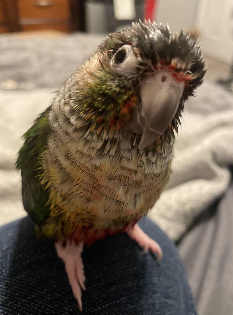 How would you rate my googly-eyed turd baby. 1-10