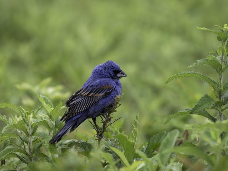 A Blue Grosbeak spotted at Lafitte's Cove on Galveston Island.