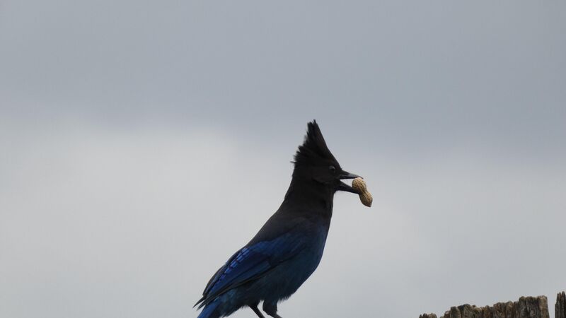 One of my best steller's jay photos