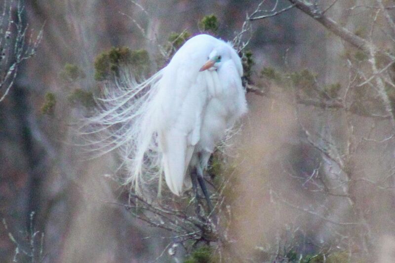 Majestic feathers on this great egret.