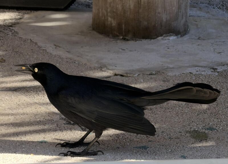 Greater Antillean Grackle
