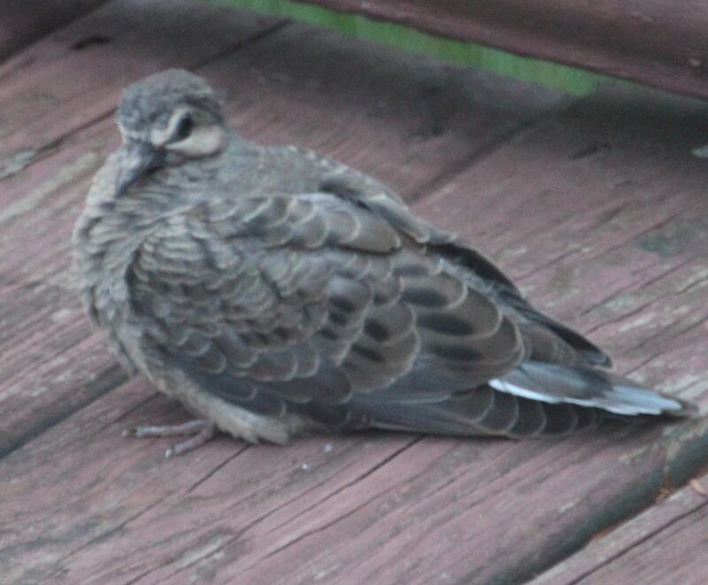 First fledgling I've seen so far this year! - Upstate NY