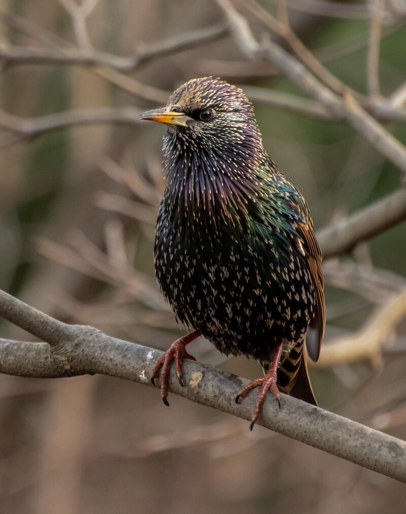 Common starling from Central Park, NYC