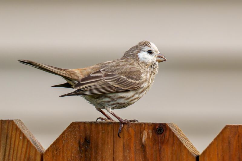 Our Little Masked Finch! Name Ideas?