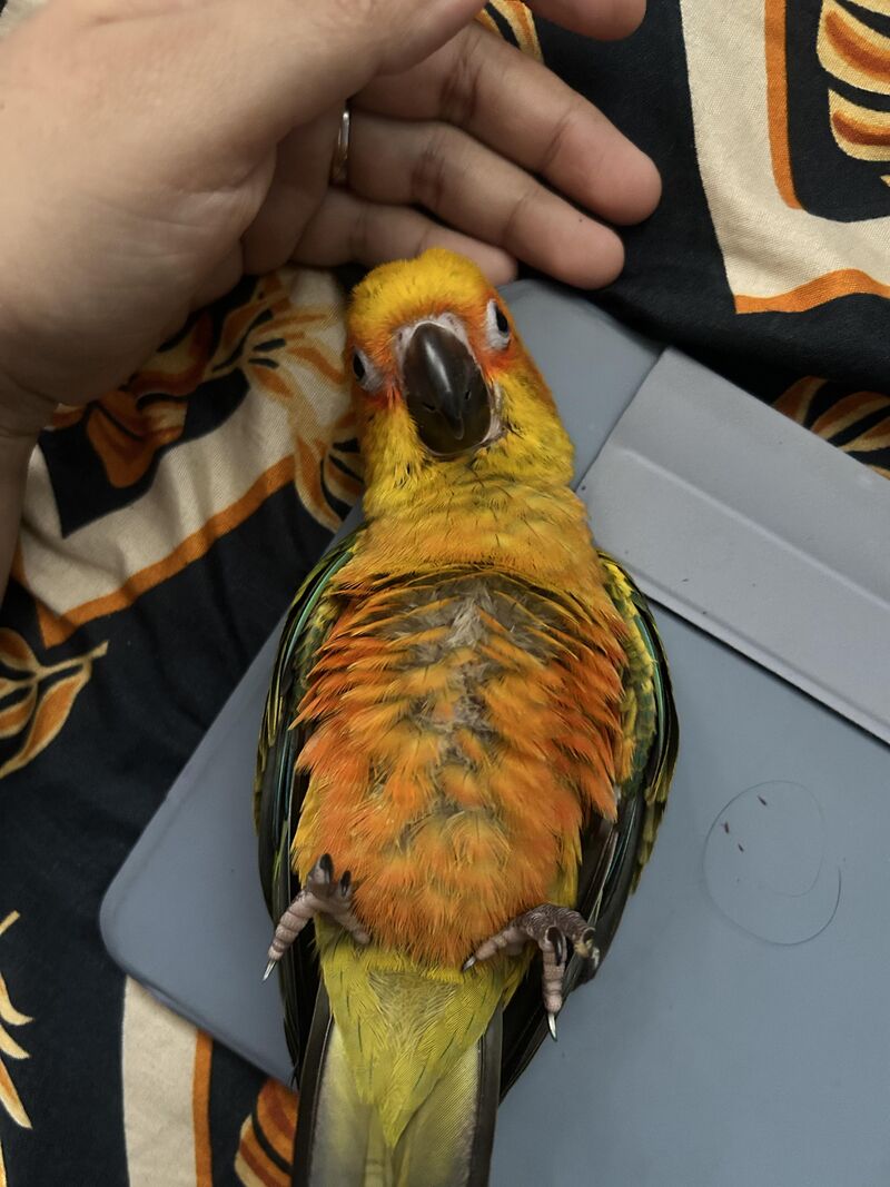 My birdie doesn’t like veggies