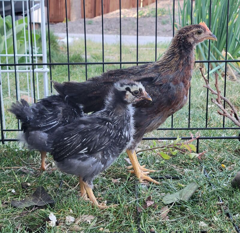 I'm excited to finally get Laced Wyan.(silver), OH How I wish I could get the Blue/brown kind!