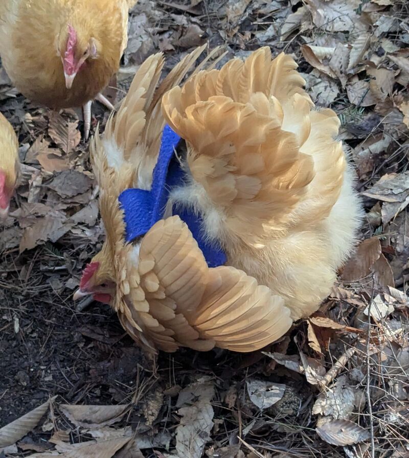 She's a little broody