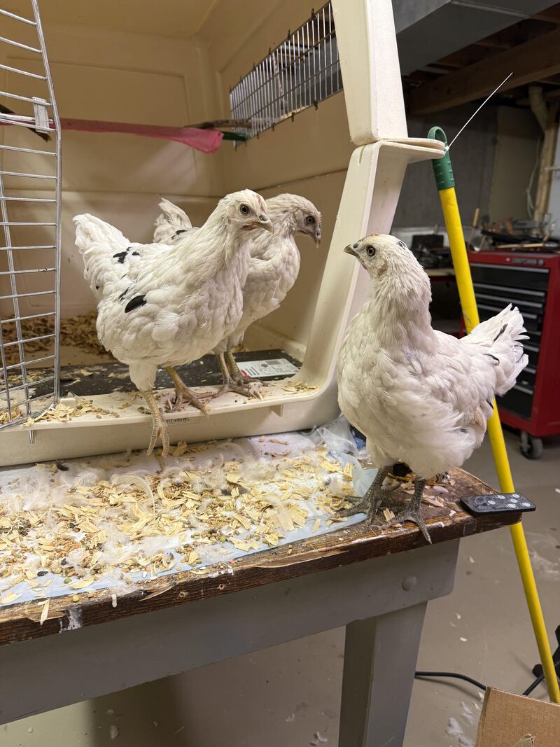 Help me name my newest girls!