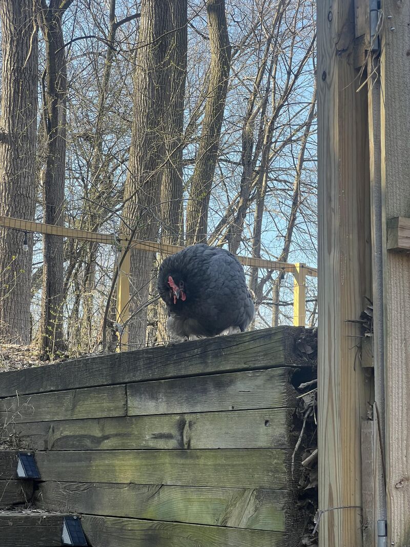 Hen with untreatable wry neck (?)