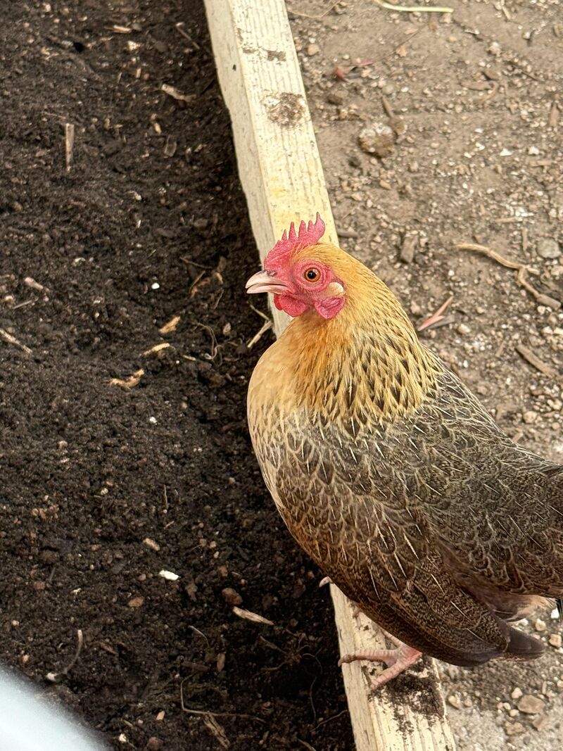 Hen or Roo: bantam edition