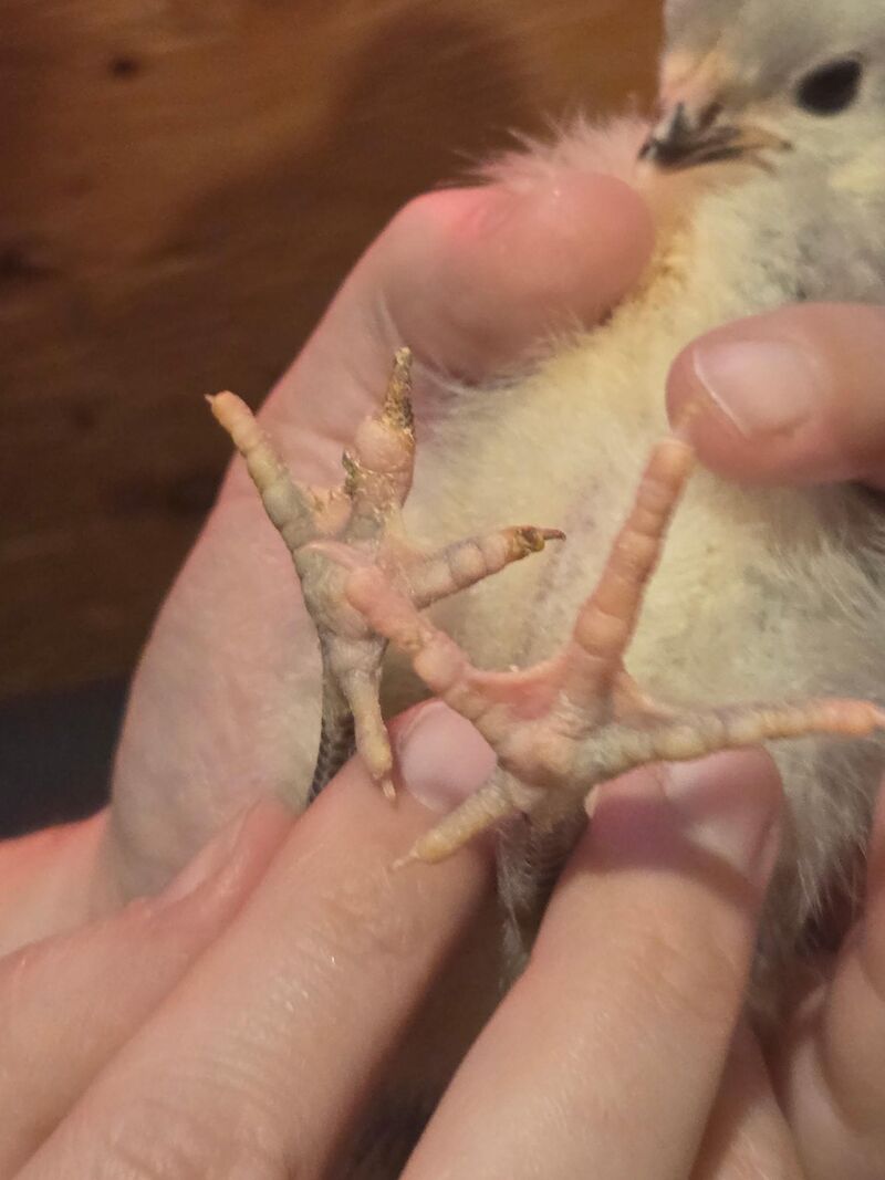 Lavander Orpington Short Toe???