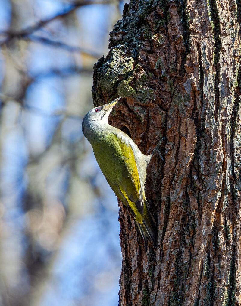 Grey-headed woodpecker. Moscow, Russia