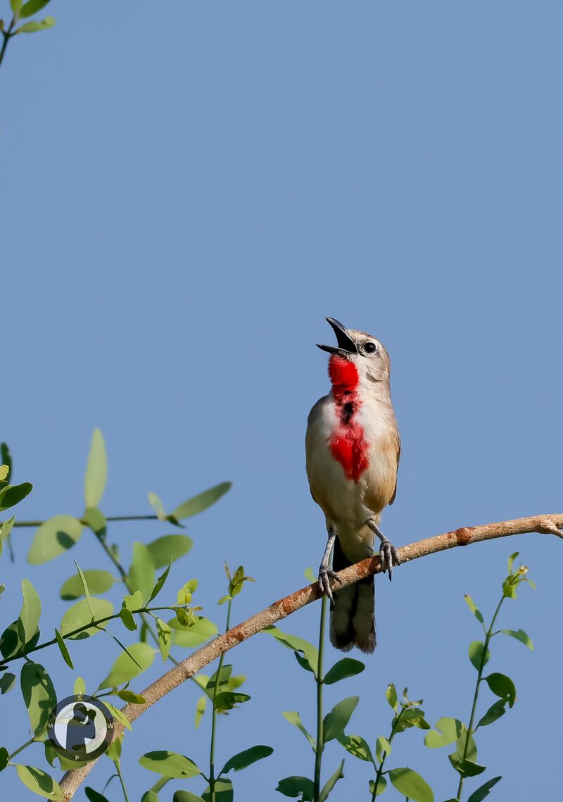 Rosy-patched Bushshrike Samburu National Reserve,Kenya.