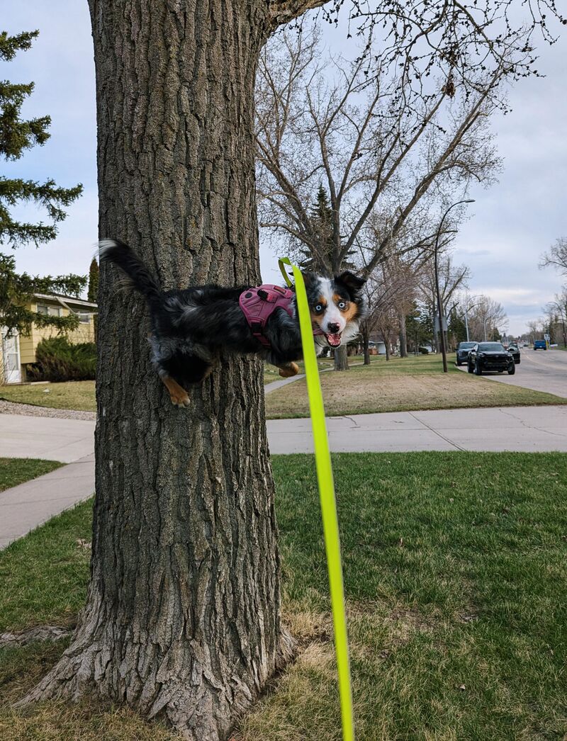 Anakin keeps trying to find the high ground.